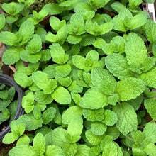 Spearmint Seeds - Verdseeds