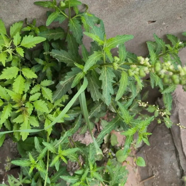 Speranskia Seeds - Verdseeds