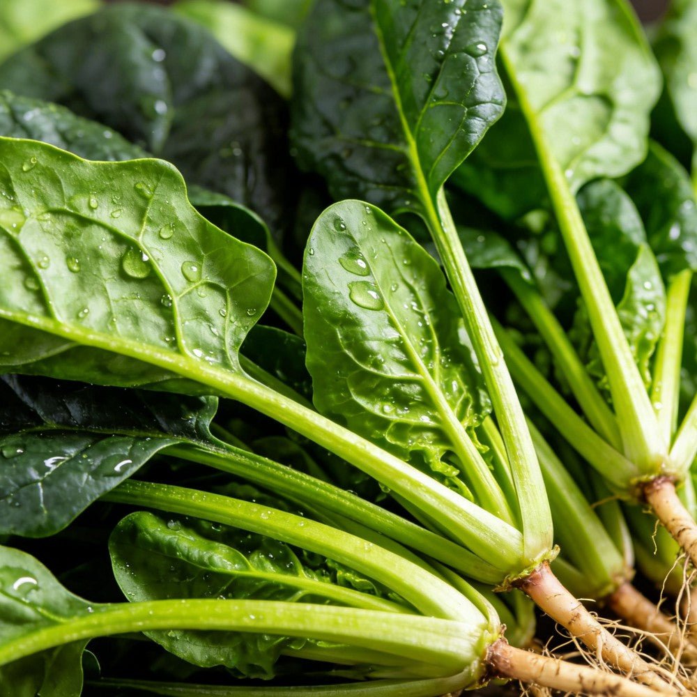 Spinach Seeds - Verdseeds