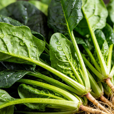 Spinach Seeds - Verdseeds