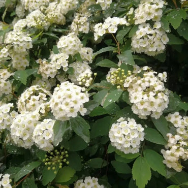 Spirea Seeds - Verdseeds