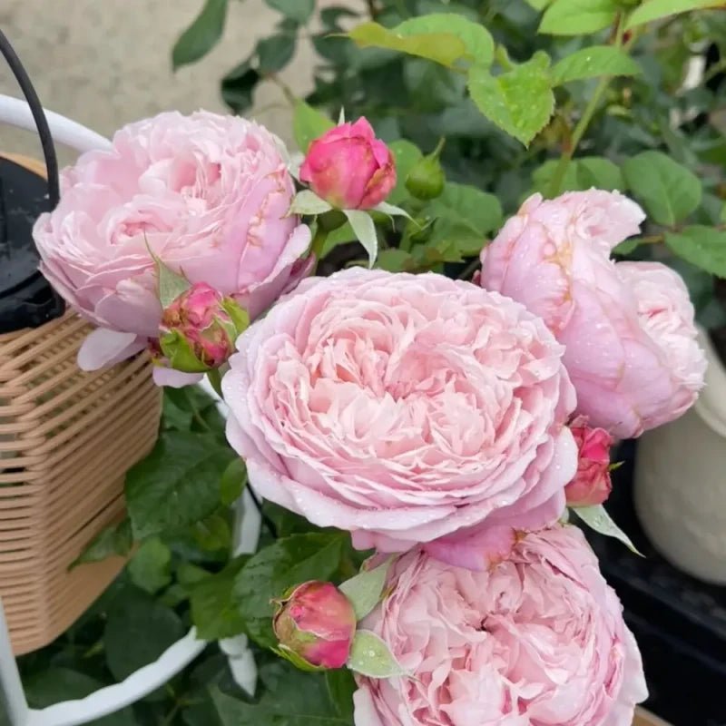 Spirit of Freedom Rose Seeds - Verdseeds