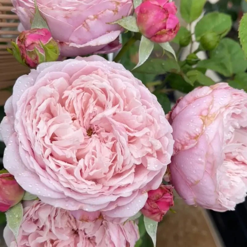 Spirit of Freedom Rose Seeds - Verdseeds