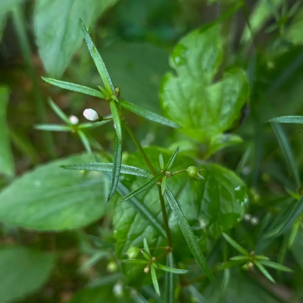 Spreading Hedyotis Seeds - Verdseeds