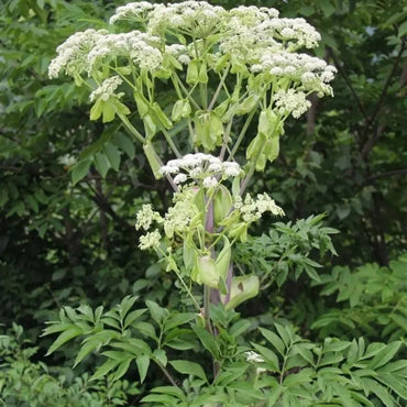 Spreading Hedyotis Seeds - Verdseeds