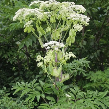 Spreading Hedyotis Seeds - Verdseeds