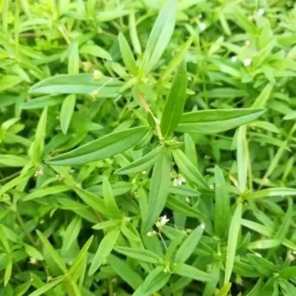 Spreading Hedyotis Seeds - Verdseeds