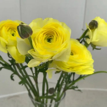 St. John Ranunculus Seeds - Verdseeds