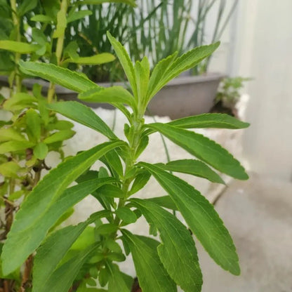 Stevia Seeds - Verdseeds