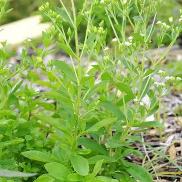 Stevia Seeds - Verdseeds