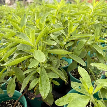 Stevia Seeds - Verdseeds