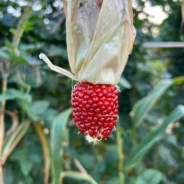 Strawberry Sweet Corn Seeds - Verdseeds