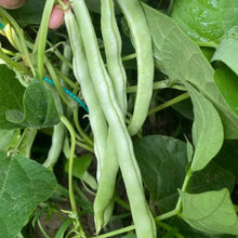 Stringless Green Bean Seeds - Verdseeds