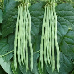 Stringless Green Bean Seeds - Verdseeds