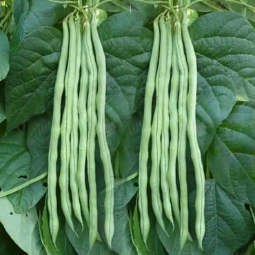 Stringless Green Bean Seeds - Verdseeds