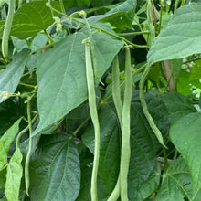 Stringless Green Bean Seeds - Verdseeds