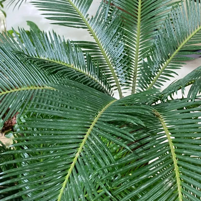 Sago Palm Seeds