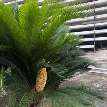 Sago Palm Seeds