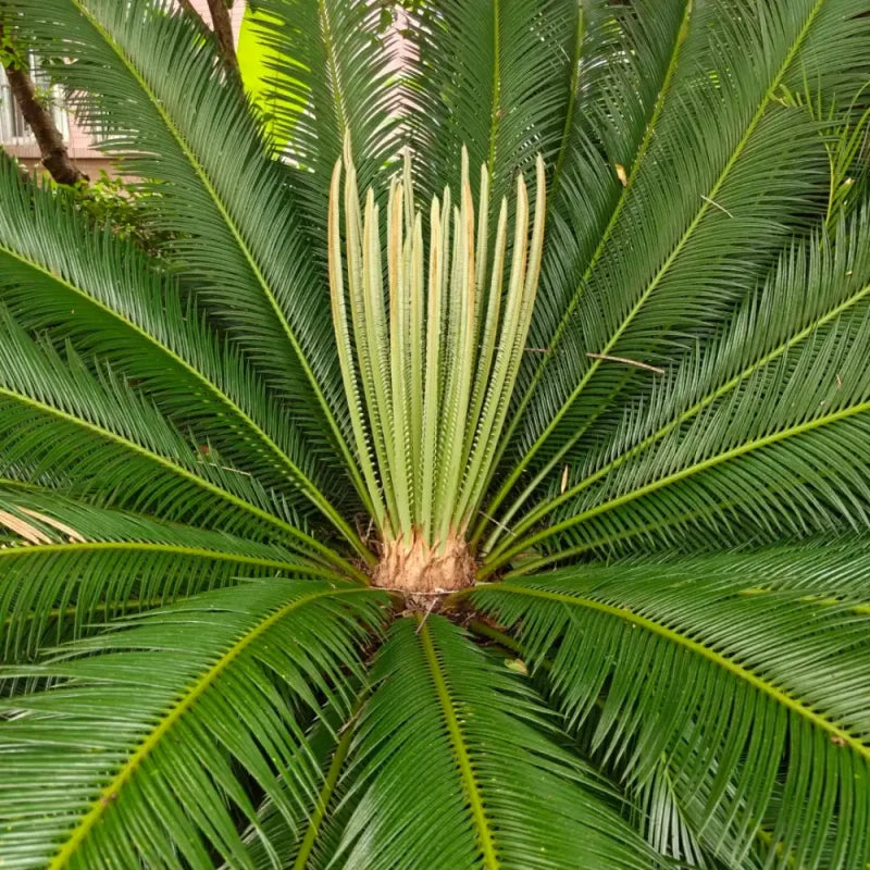 Sago Palm Seeds