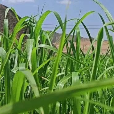 Sudangrass Seeds - Verdseeds