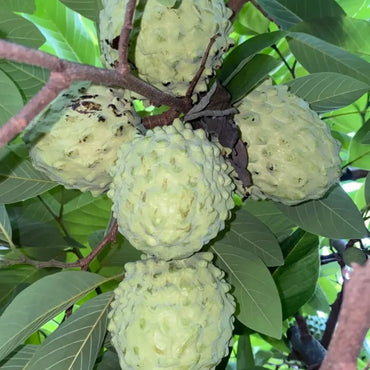 Sugar Apple Seeds - Verdseeds
