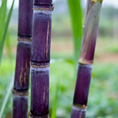 Sugarcane Seeds - Verdseeds