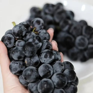 Summer Black Grape Seeds - Verdseeds