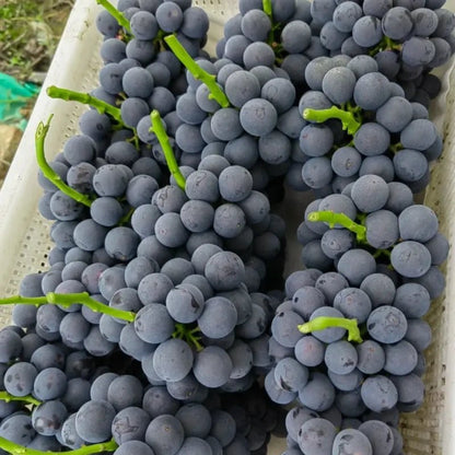 Summer Black Grape Seeds - Verdseeds