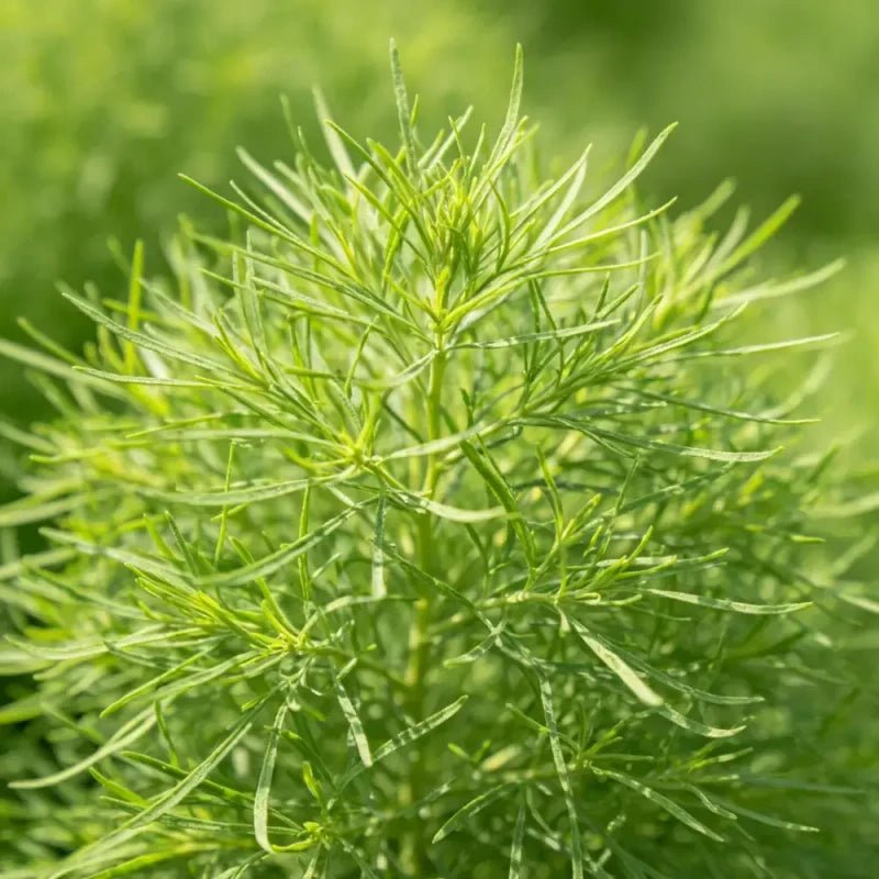 Summer Cypress Seeds - Verdseeds