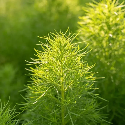 Summer Cypress Seeds - Verdseeds