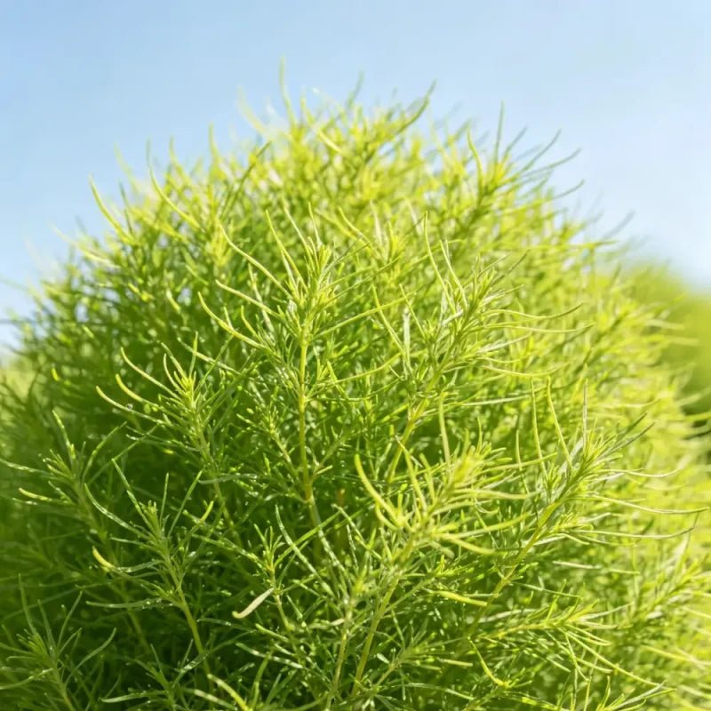 Summer Cypress Seeds - Verdseeds
