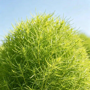 Summer Cypress Seeds - Verdseeds