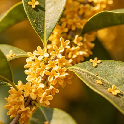 Sun Spurge Seeds - Verdseeds