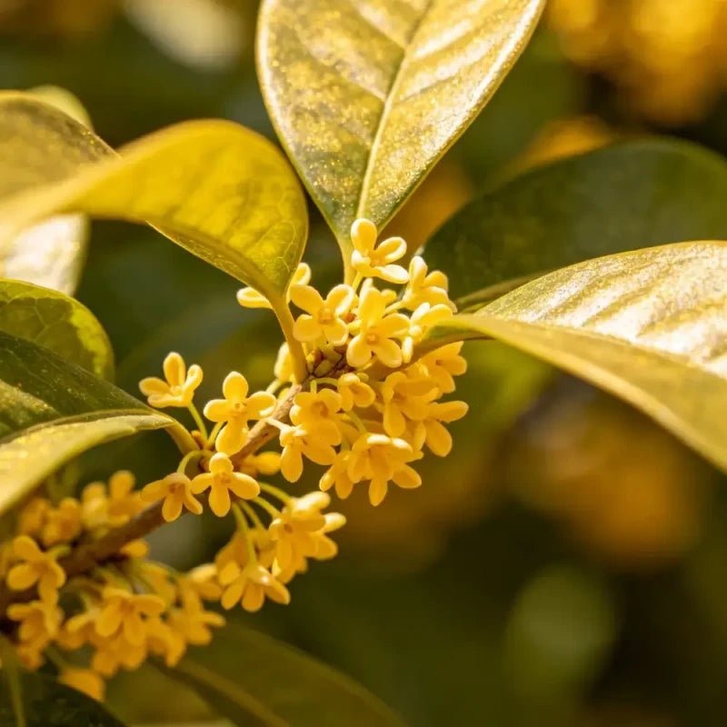 Sun Spurge Seeds - Verdseeds