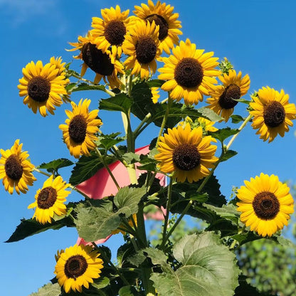 Sunflower Seeds - Verdseeds