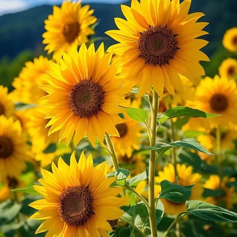 Sunflower Seeds - Verdseeds