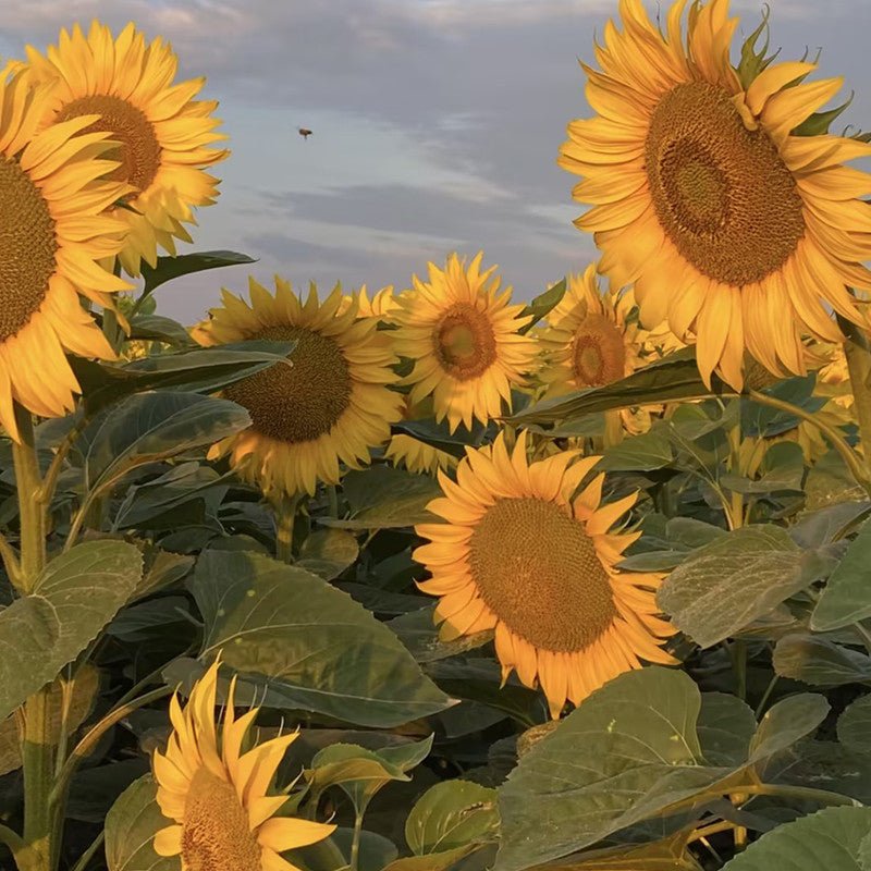 Sunflower Seeds - Verdseeds