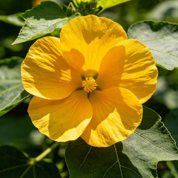 Okra