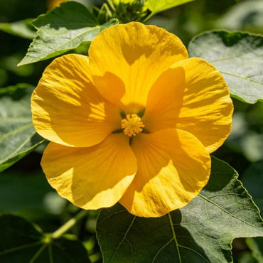 Sunset Hibiscus Seeds - Verdseeds