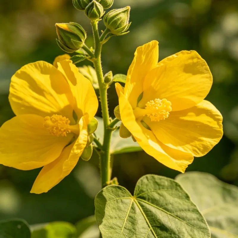 Sunset Hibiscus Seeds - Verdseeds