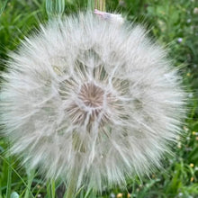 Super Dandelion Seeds - Verdseeds
