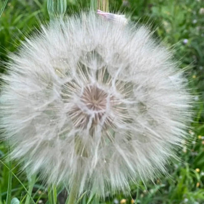 Super Dandelion Seeds - Verdseeds