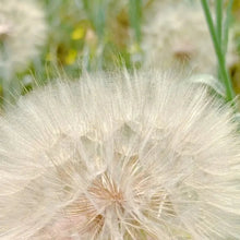 Super Dandelion Seeds - Verdseeds