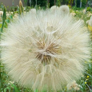 Super Dandelion Seeds - Verdseeds