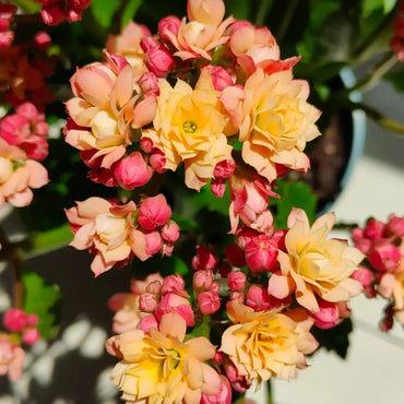 Sweet Apricot Kalanchoe Seeds - Verdseeds