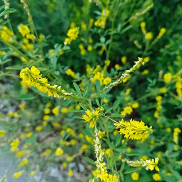 Sweet Clover Seeds - Verdseeds