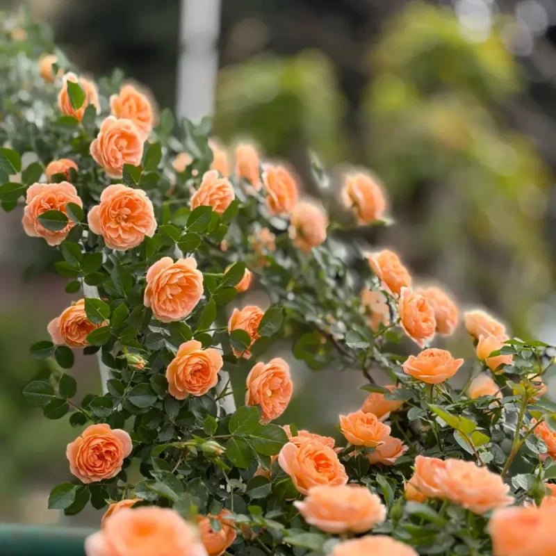 Sweet Dream Rose Seeds - Verdseeds