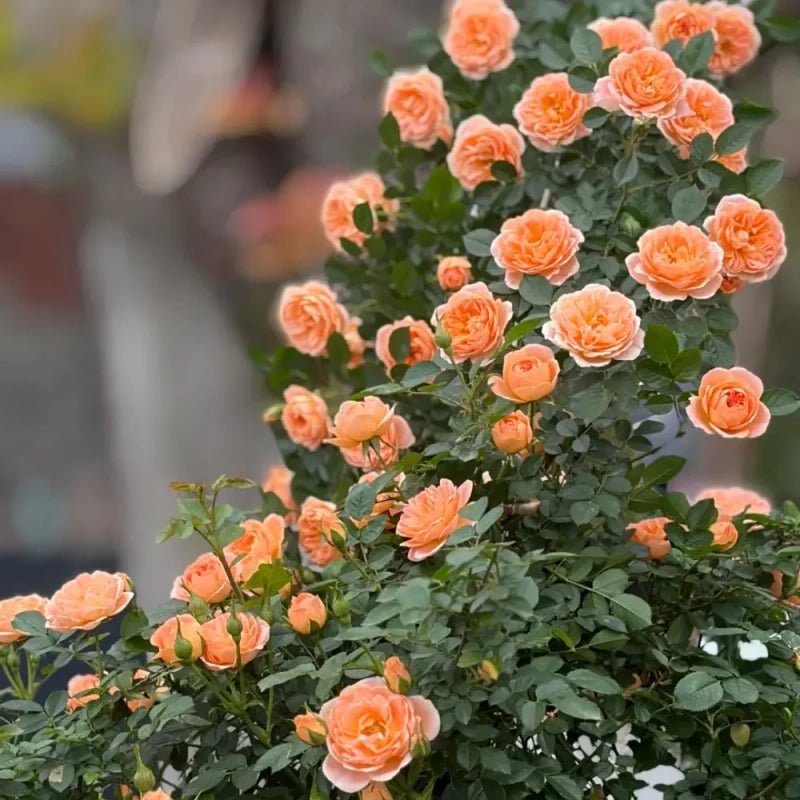 Sweet Dream Rose Seeds - Verdseeds