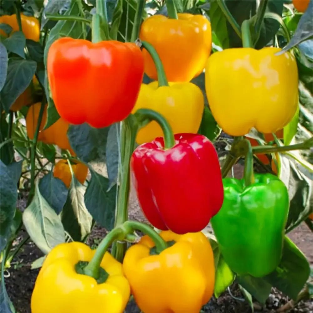 Sweet Pepper Seeds - Verdseeds