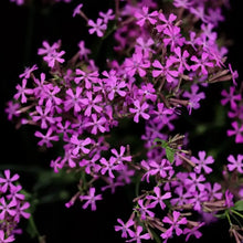 Sweet William Catchfly Seeds - Verdseeds